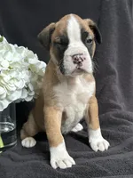 Bogo, a female Boxer for sale in Mayslick, KY – Photo 3 of 7