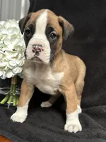 Bogo, a female Boxer for sale in Mayslick, KY – Photo 2 of 7