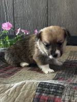 AKC Pongo, a male Pembroke Welsh Corgi for sale in Mayslick, KY – 6 of 6