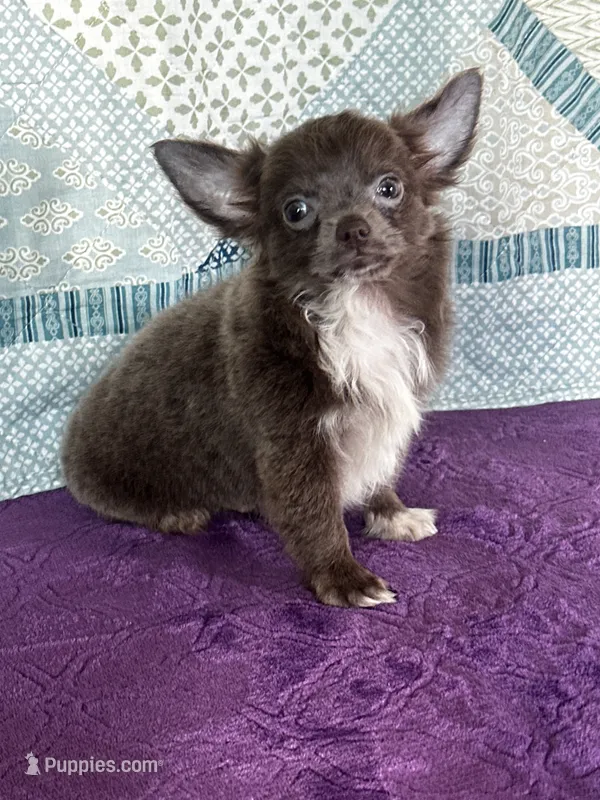 AKC Charlie – Chihuahua puppy for sale in Mayslick, KY