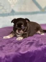 CKC Cleo, a male Chihuahua for sale in Mayslick, KY – 2 of 10