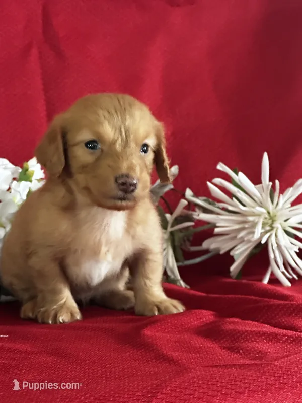 Delilah – Miniature Dachshund puppy for sale in Mayslick, KY