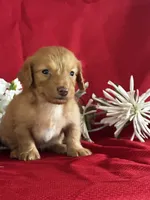 Delilah, a female Miniature Dachshund for sale in Mayslick, KY – 1 of 9