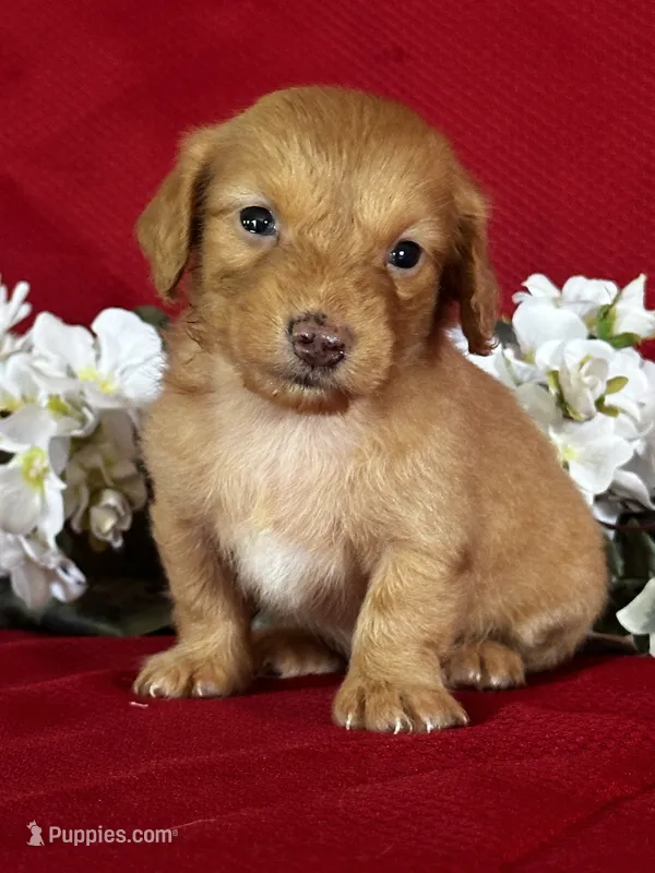 Delilah – Miniature Dachshund puppy for sale in Mayslick, KY