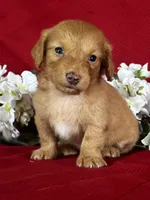 Delilah, a female Miniature Dachshund for sale in Mayslick, KY – 4 of 9