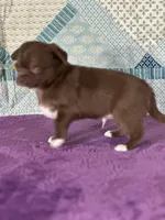 Chuck, a male Chihuahua for sale in Mayslick, KY – 4 of 9
