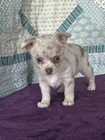 AKC Callie, a female Chihuahua for sale in Mayslick, KY – 8 of 10