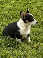 AKC Prince, a male Pembroke Welsh Corgi for sale in Mayslick, KY – 5 of 10