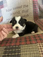 AKC Prince, a male Pembroke Welsh Corgi for sale in Mayslick, KY – Photo 9 of 10