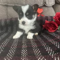 AKC Prince, a male Pembroke Welsh Corgi for sale in Mayslick, KY – Photo 9 of 10