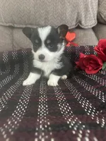 AKC Prince, a male Pembroke Welsh Corgi for sale in Mayslick, KY – Photo 4 of 10