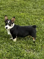 AKC Prince, a male Pembroke Welsh Corgi for sale in Mayslick, KY – 2 of 10