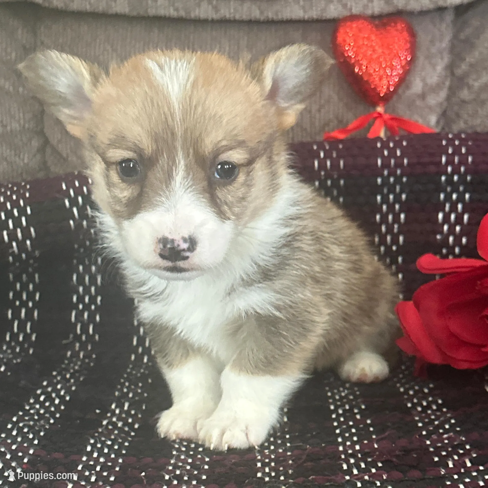 AKC Preston, a male Pembroke Welsh Corgi for sale in Mayslick, KY – Photo 4 of 10