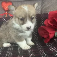 AKC Preston, a male Pembroke Welsh Corgi for sale in Mayslick, KY – Photo 2 of 10