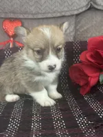 AKC Preston, a male Pembroke Welsh Corgi for sale in Mayslick, KY – Photo 3 of 10