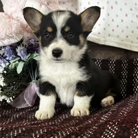 AKC Prince, a male Pembroke Welsh Corgi for sale in Mayslick, KY – Photo 2 of 10