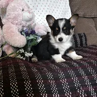 AKC Prince, a male Pembroke Welsh Corgi for sale in Mayslick, KY – Photo 3 of 10
