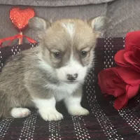 AKC Preston, a male Pembroke Welsh Corgi for sale in Mayslick, KY – Photo 3 of 10