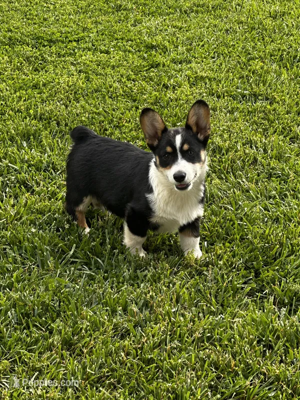 AKC Prince – Pembroke Welsh Corgi puppy for sale in Mayslick, KY