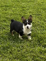 AKC Prince, a male Pembroke Welsh Corgi for sale in Mayslick, KY – 1 of 10
