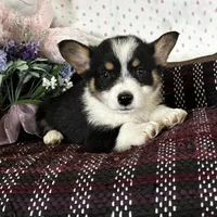 AKC Prince, a male Pembroke Welsh Corgi for sale in Mayslick, KY – Photo 5 of 10