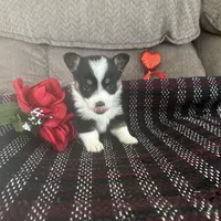 AKC Prince, a male Pembroke Welsh Corgi for sale in Mayslick, KY – Photo 7 of 10