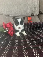 AKC Prince, a male Pembroke Welsh Corgi for sale in Mayslick, KY – Photo 1 of 10