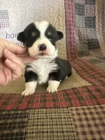 AKC Prince, a male Pembroke Welsh Corgi for sale in Mayslick, KY – Photo 7 of 10