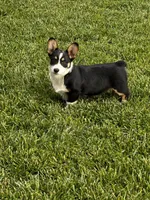 AKC Prince, a male Pembroke Welsh Corgi for sale in Mayslick, KY – 3 of 10