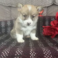 AKC Preston, a male Pembroke Welsh Corgi for sale in Mayslick, KY – Photo 5 of 10