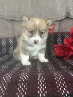 AKC Preston, a male Pembroke Welsh Corgi for sale in Mayslick, KY – Photo 5 of 10