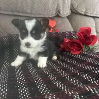 AKC Prince, a male Pembroke Welsh Corgi for sale in Mayslick, KY – Photo 8 of 10