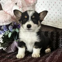 AKC Prince, a male Pembroke Welsh Corgi for sale in Mayslick, KY – Photo 6 of 10