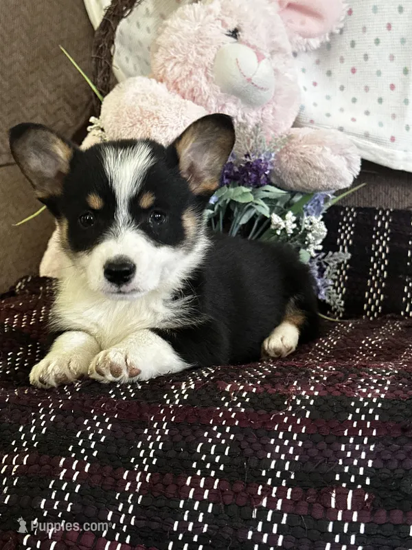 AKC Prince – Pembroke Welsh Corgi puppy for sale in Mayslick, KY
