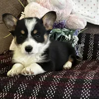 AKC Prince, a male Pembroke Welsh Corgi for sale in Mayslick, KY – Photo 1 of 10