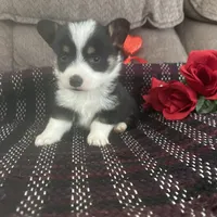 AKC Prince, a male Pembroke Welsh Corgi for sale in Mayslick, KY – Photo 10 of 10