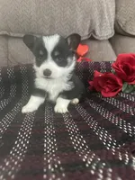 AKC Prince, a male Pembroke Welsh Corgi for sale in Mayslick, KY – Photo 5 of 10