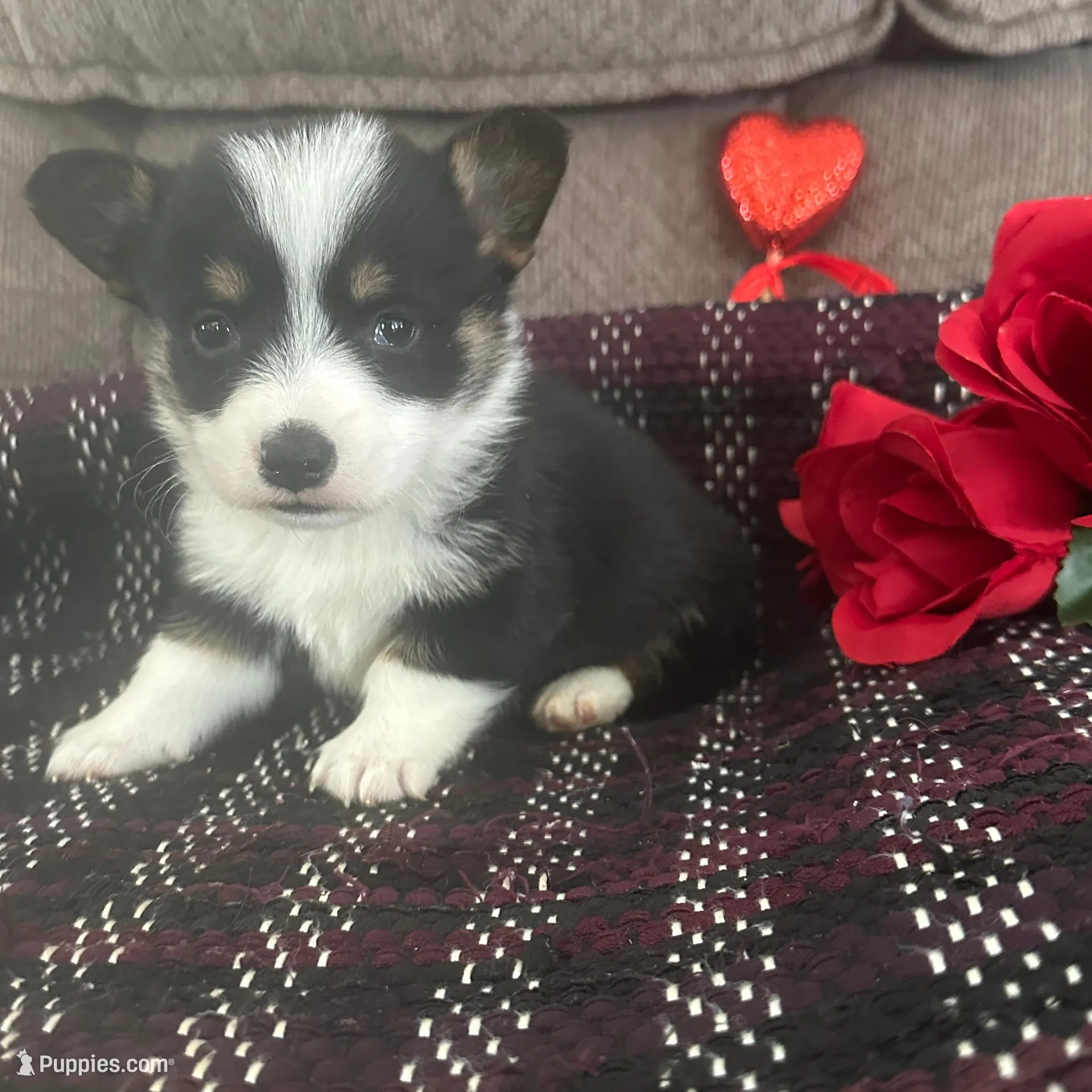 AKC Prince, a male Pembroke Welsh Corgi for sale in Mayslick, KY – Photo 2 of 10