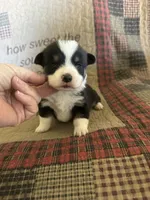 AKC Prince, a male Pembroke Welsh Corgi for sale in Mayslick, KY – Photo 6 of 10