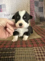 AKC Prince, a male Pembroke Welsh Corgi for sale in Mayslick, KY – Photo 8 of 10