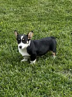 AKC Prince, a male Pembroke Welsh Corgi for sale in Mayslick, KY – 4 of 10