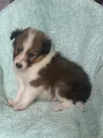 AKC Shep, a male Shetland Sheepdog for sale in Mayslick, KY – 5 of 10