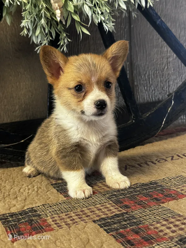 AKC Penelope – Pembroke Welsh Corgi puppy for sale in Mayslick, KY