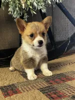 AKC Penelope, a female Pembroke Welsh Corgi for sale in Mayslick, KY – 3 of 10
