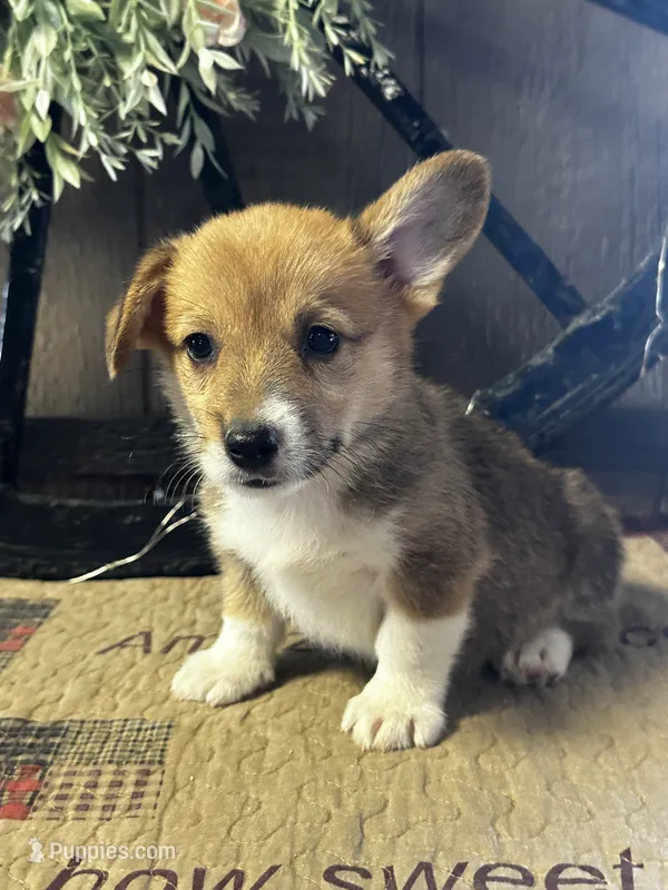 AKC Pongo – Pembroke Welsh Corgi puppy for sale in Mayslick, KY