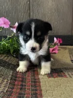 AKC Princess, a female Pembroke Welsh Corgi for sale in Mayslick, KY – 6 of 10