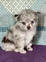 AKC Carla, a female Chihuahua for sale in Mayslick, KY – 6 of 9