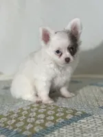 AKC Carter, a male Chihuahua for sale in Mayslick, KY – 7 of 10