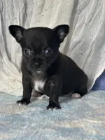Camille, a female Chihuahua for sale in Mayslick, KY – 6 of 9