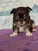 CKC Cleo, a male Chihuahua for sale in Mayslick, KY – 8 of 10